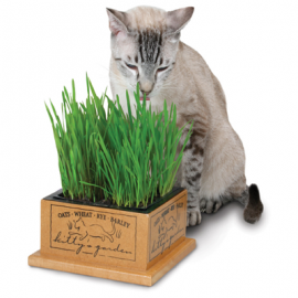 #3844 Kitty's Garden